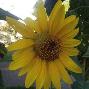 Meet your Posher, Joan